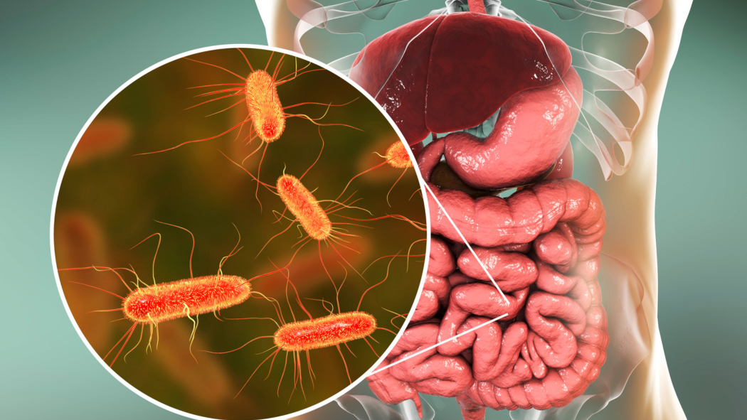 Gut Health and Fitness